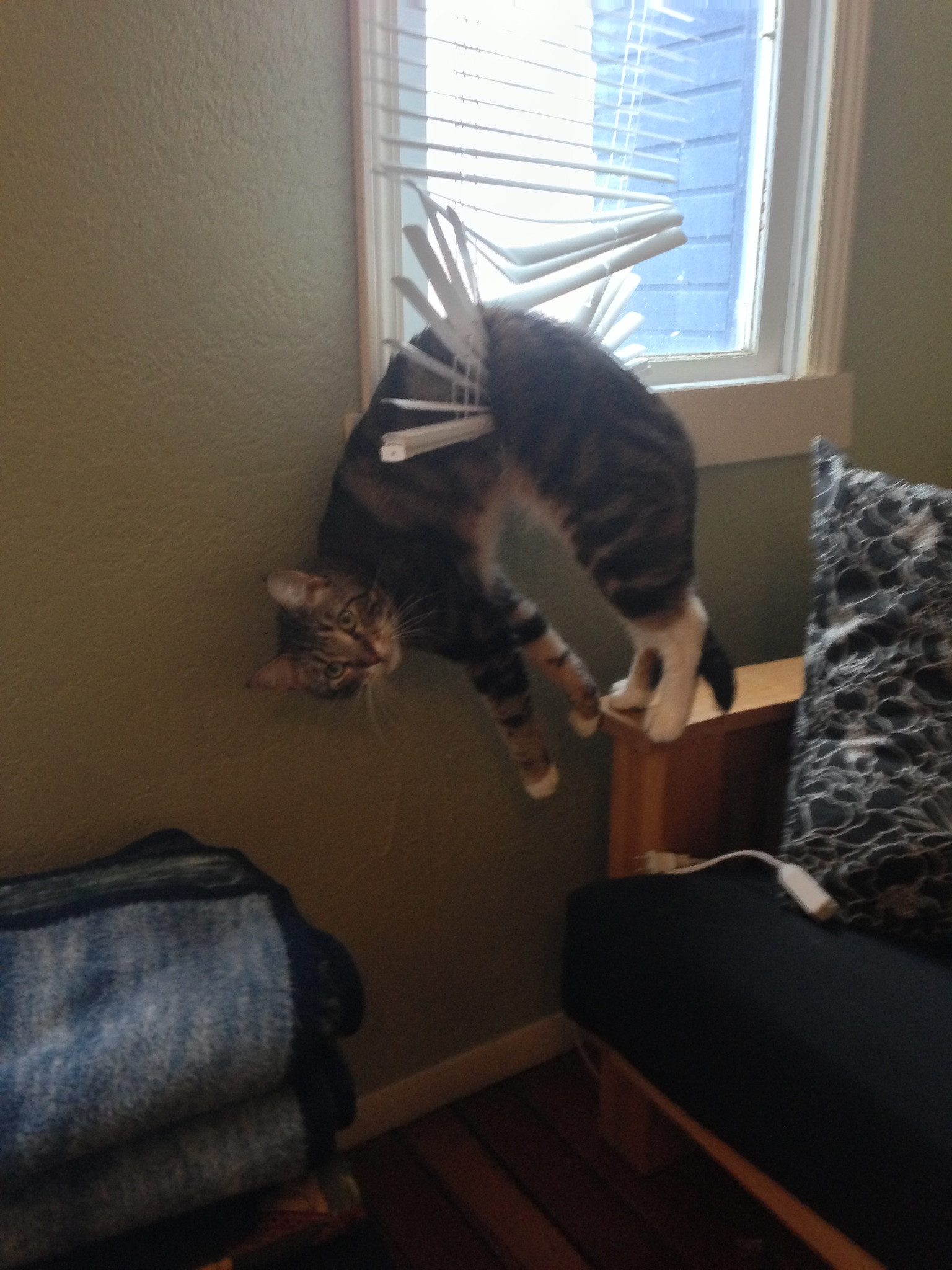 tabby tabby cat tiger cat