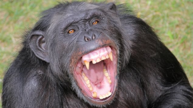 Pan troglodytes chimp chimpanzee