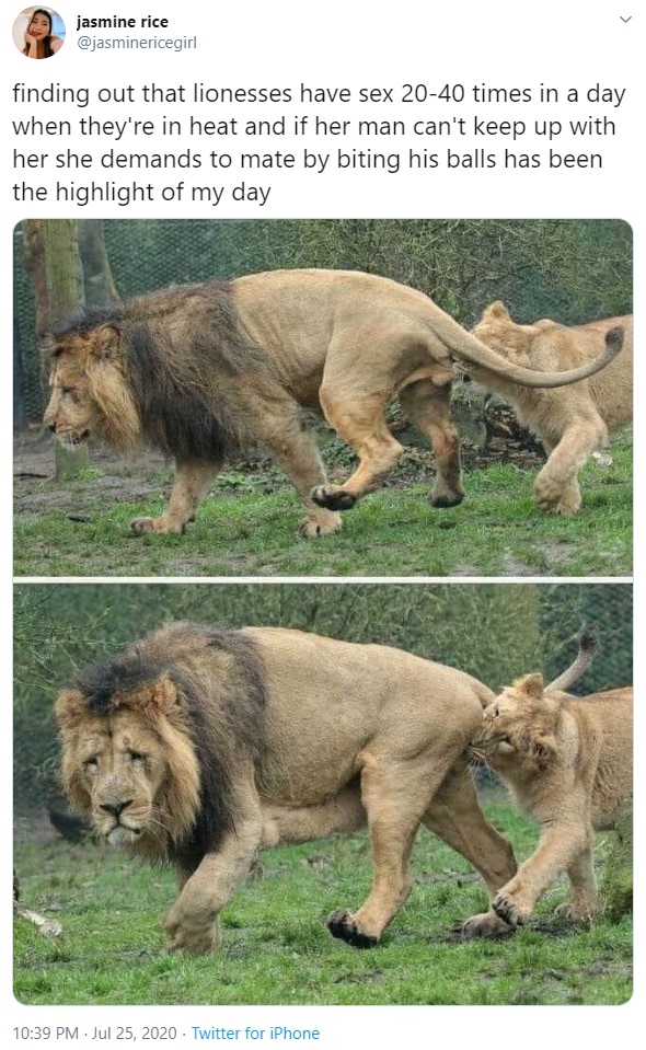 Panthera leo internet site king of beasts lion site web site website