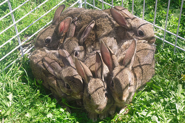 cottontail cottontail rabbit hare wood rabbit