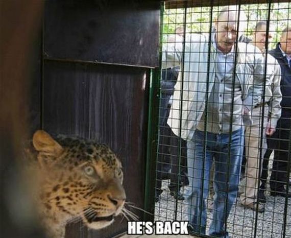 Panthera pardus leopard